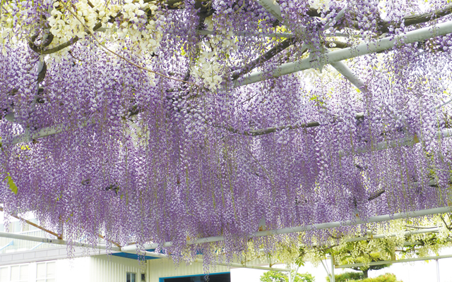 植樹したバラや藤、芝桜